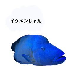 [LINEスタンプ] ナポフィ〜と私