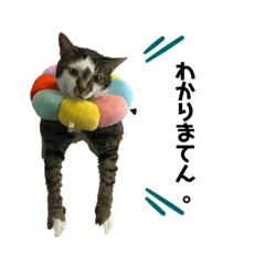 [LINEスタンプ] ねことなかまたち。