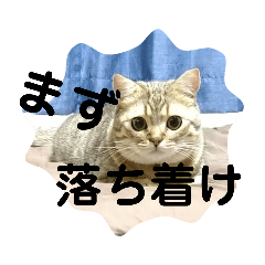 [LINEスタンプ] マンチカンふむ2