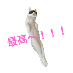 [LINEスタンプ] かわいい三毛猫ちゃんこのスタンプ