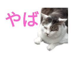 [LINEスタンプ] かわうぃ猫スタンプ