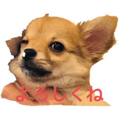 [LINEスタンプ] Komugi 1st