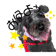 [LINEスタンプ] 看板犬たち