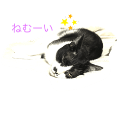 [LINEスタンプ] へそくん(=^ェ^=)ハチワレ猫