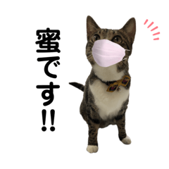 [LINEスタンプ] 毎日ねこ生活！
