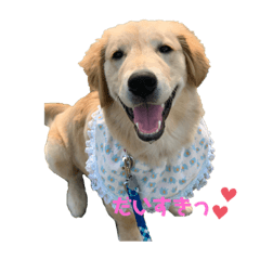 [LINEスタンプ] ふうちゃんすたんぷ〜