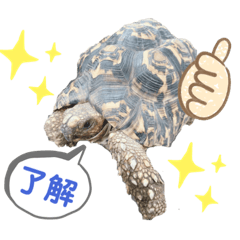[LINEスタンプ] ヒョウモンリクガメのおひょうさん ver.1