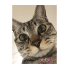 [LINEスタンプ] ハチワレ時々キジトラ1