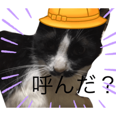 [LINEスタンプ] 可愛い。うちの猫！？