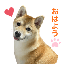 [LINEスタンプ] 柴犬まるの