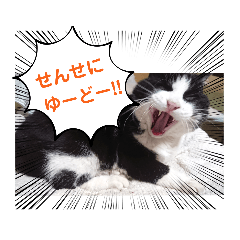 [LINEスタンプ] 保護猫黒ちゃんと愉快な仲間たち