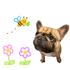 [LINEスタンプ] フレンチブルドッグやまとの日常