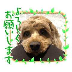 [LINEスタンプ] しんじのつぶやき
