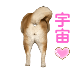 [LINEスタンプ] 柴犬☆うに