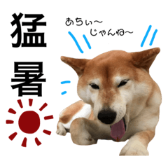 [LINEスタンプ] 柴犬・小梅ちゃん夏（≧∇≦）の画像（メイン）