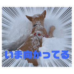 [LINEスタンプ] 我が家のちーずさん
