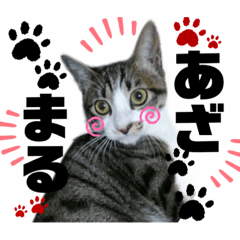 [LINEスタンプ] ねこ挨拶すたんぷ 2