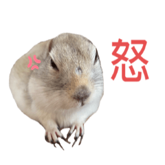 [LINEスタンプ] リチャードソンジリスのとろろ第二弾