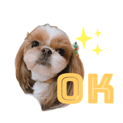 [LINEスタンプ] シーズーハルキのスタンプ