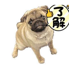 [LINEスタンプ] パグ犬のうにちゃん