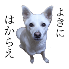 [LINEスタンプ] 白犬の雑種の保護犬の愛犬の妹子ちゃん2