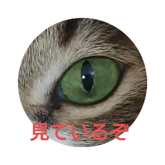 [LINEスタンプ] 横山家のお猫様