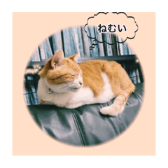 [LINEスタンプ] でんの日常。