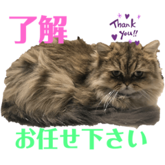 [LINEスタンプ] かわいい♡猫♡