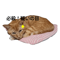 [LINEスタンプ] とらおちゃんの日常