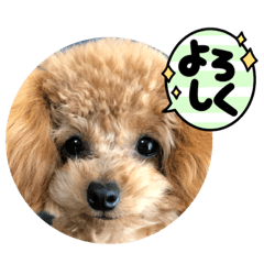[LINEスタンプ] 癒しモコモコワンちゃんスタンプ01