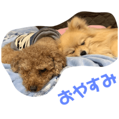 [LINEスタンプ] トイプーのるうちゃん