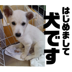 [LINEスタンプ] 白犬の雑種の保護犬の愛犬の妹子ちゃん