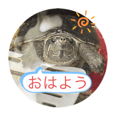 [LINEスタンプ] きざきのアイドル、スクワート2