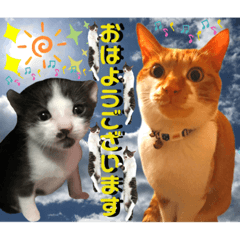 [LINEスタンプ] ねねこ猫にゃんこ(実写猫と実写背景〜)