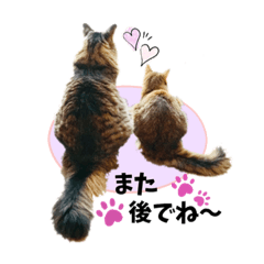 [LINEスタンプ] ちゃちゃ＆レンの日常で使える猫スタンプ