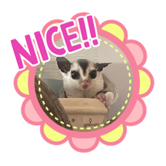 [LINEスタンプ] フクロモモンガももちゃん