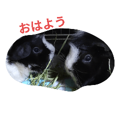 [LINEスタンプ] かわいいモルモットとハリネズミ達