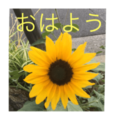 [LINEスタンプ] ごあいさつ(花編)