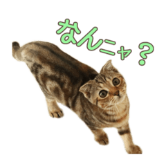 [LINEスタンプ] 毎日使える♡スコティッシュまるみスタンプ