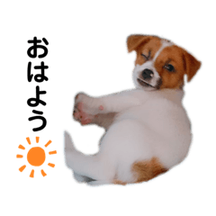 [LINEスタンプ] ジャックのあずき