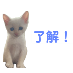 [LINEスタンプ] ジェフくんの日常