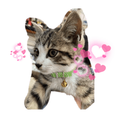 [LINEスタンプ] 雄猫ケリーちゃん
