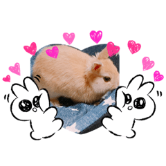 [LINEスタンプ] chii'＆Cocoaスタンプ