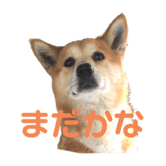 [LINEスタンプ] 犬、時々飼い主