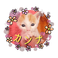 [LINEスタンプ] カンナちゃんの地域猫活動専用スタンプ