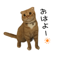 [LINEスタンプ] きなこスタンプ‼︎