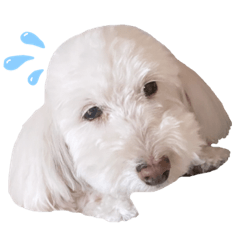 [LINEスタンプ] 【第2弾】うちの犬 こももだよ！