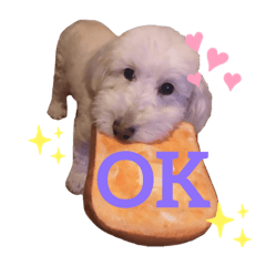 [LINEスタンプ] うちの犬 こももだよ！