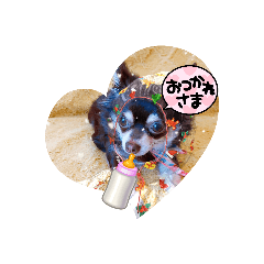 [LINEスタンプ] ロングコートチワワのゆずちゃん