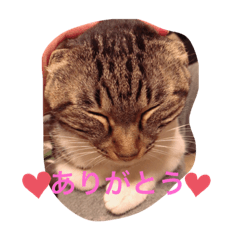 [LINEスタンプ] ツンデレ猫サマ